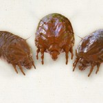 CIMICI DA LETTO ROMA NORD